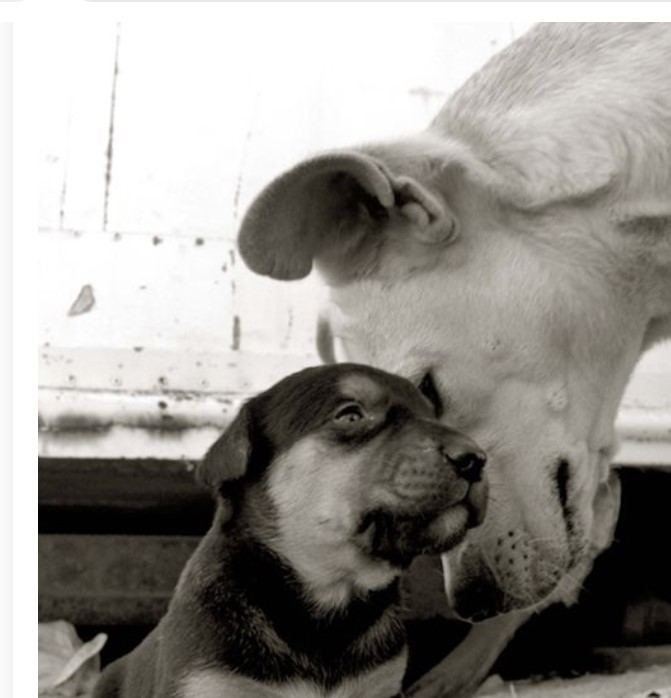 animalleague