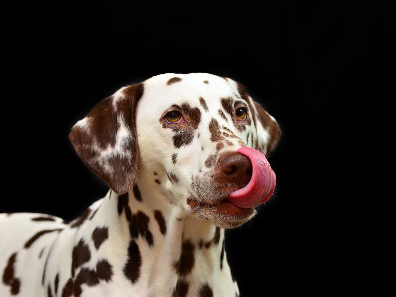 Understanding Dog Body Language: Lip Licking