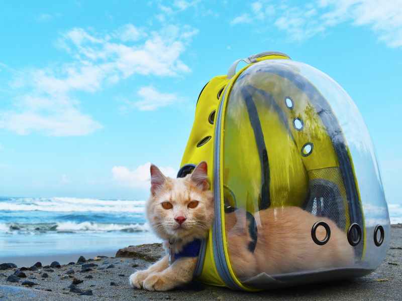 Planning Pet Boarding: Options and Tips