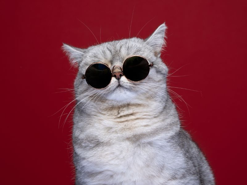 Understanding Common Cat Behavior Problems and Solutions