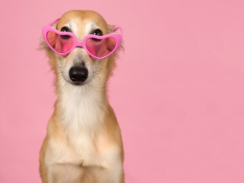Understanding Heart Murmurs in Dogs
